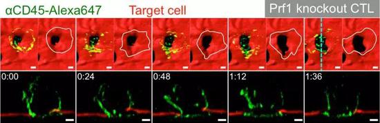 ֮ǰCTLϸ��������ϸ����ϸ��Ĥ��������ڡ�ߵ�����ء�
